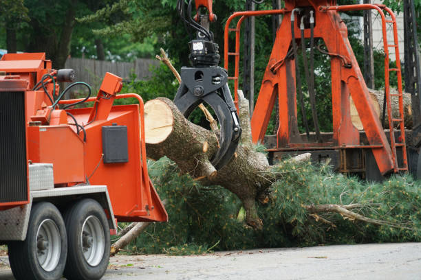 Best Emergency Tree Service  in Moose Lake, MN